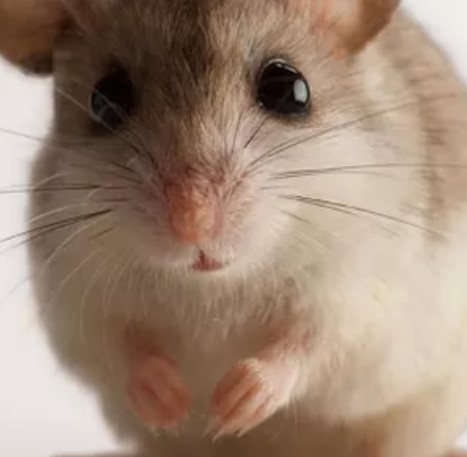 Southern & Beyond Pest Control