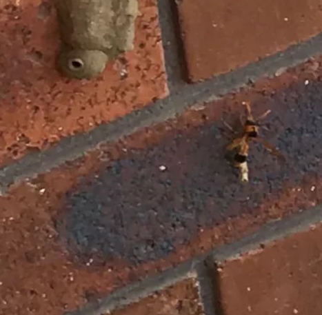 pest control near me services melbourne