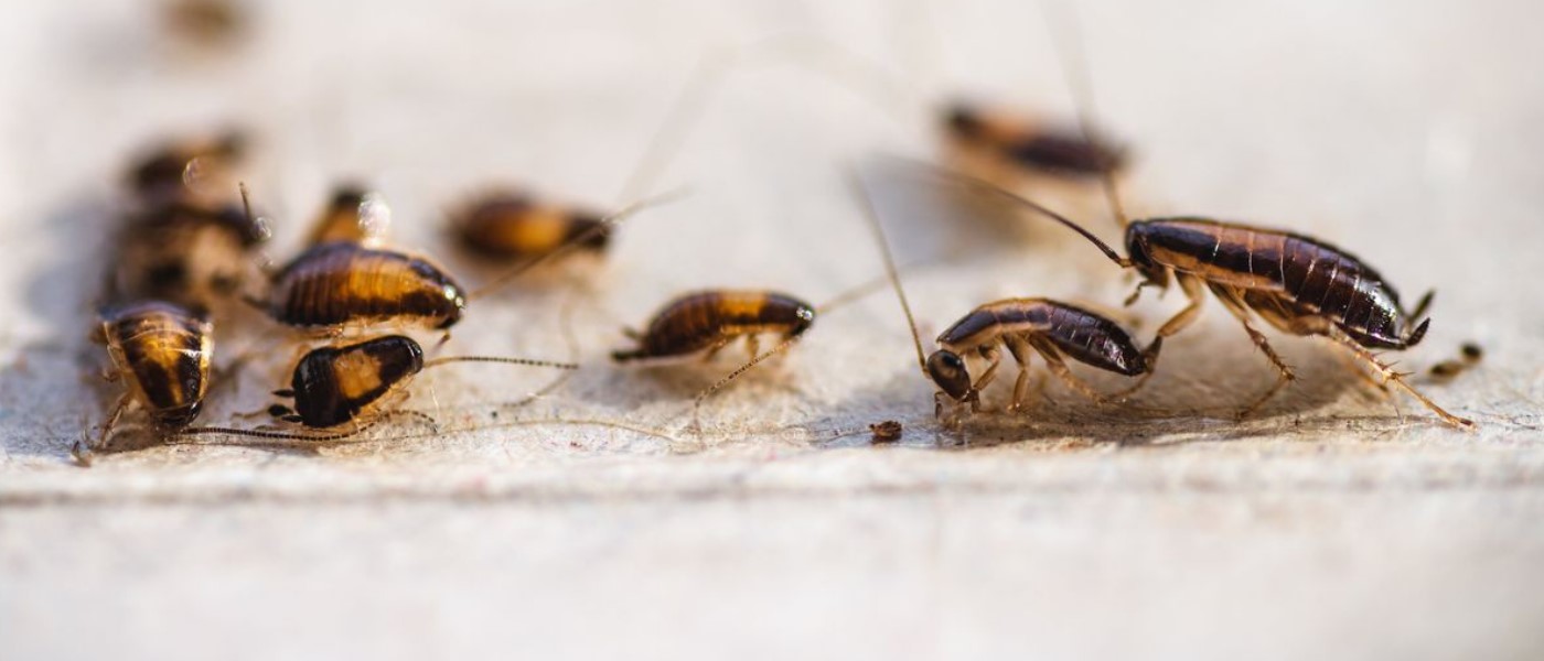 Pest Control Bendigo