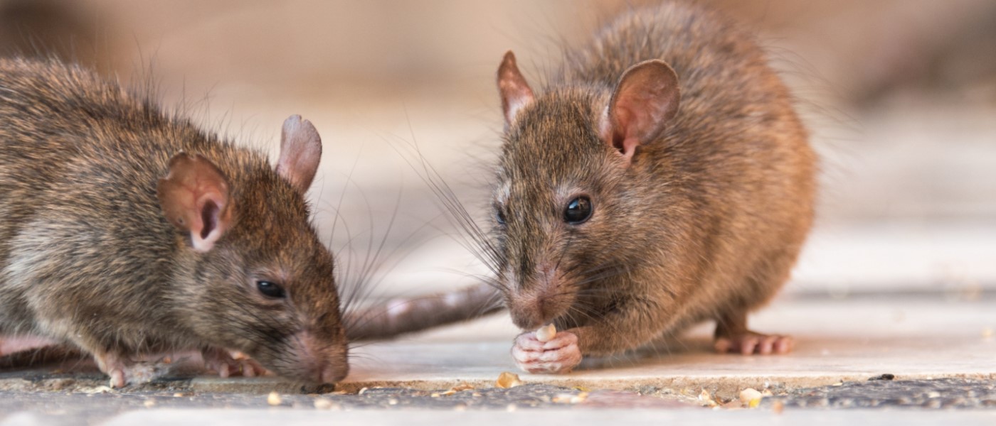 Southern & Beyond Pest Control