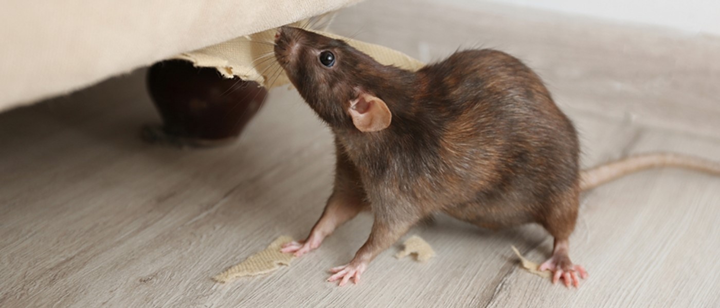 Pest Control Bendigo