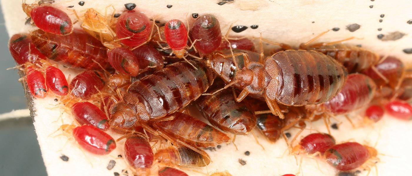 Pest Control Bendigo