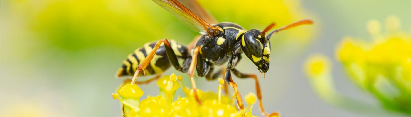 Pest Control Bendigo