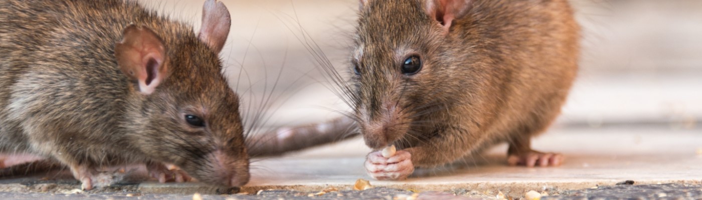 Southern & Beyond Pest Control